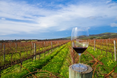 Wine glass at Sellicks Hill Wines in McLaren Vale, Fleurieu Peninsula, near Adelaide in South Australia