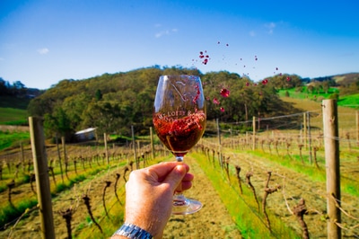 Wine splash at Mount Lofty Ranges Vineyard in the Adelaide Hills, near Adelaide in South Australia